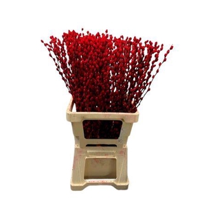 Salix Wilgenkatjes Red