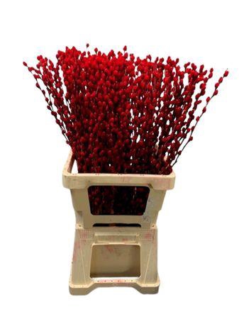 <h4>Salix Wilgenkatjes Red</h4>