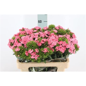 Di Barb Earl Dark X50