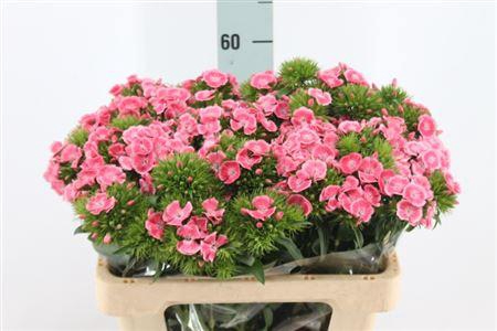 <h4>Di Barb Earl Dark X50</h4>