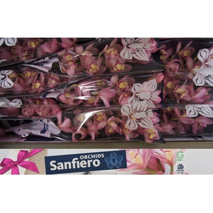 CYMB T SWEET CANDY