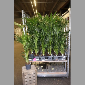 Howea Forsteriana