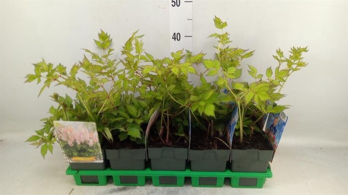 <h4>Astilbe   ...</h4>