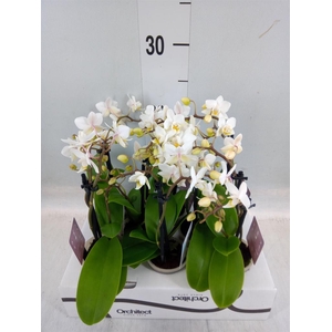 Phalaenopsis   ...mini