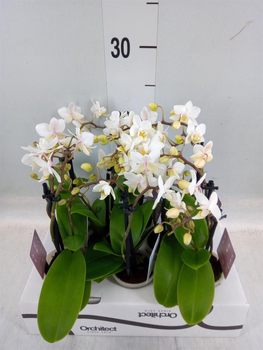 <h4>Phalaenopsis   ...mini</h4>