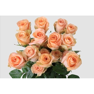 Rosa ec tiffany