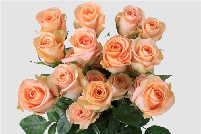 <h4>Rosa ec tiffany</h4>