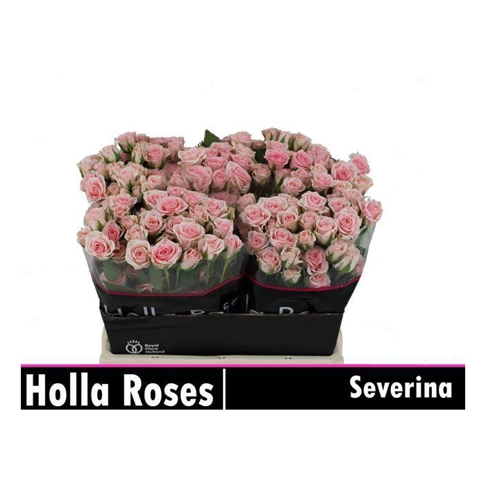 <h4>R TR SEVERINA</h4>