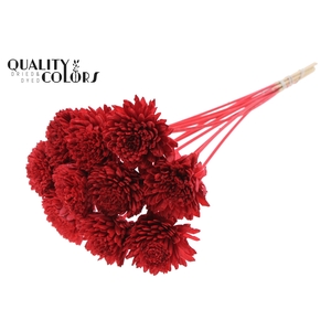 Shola Zinia Ø8cm on stem Red