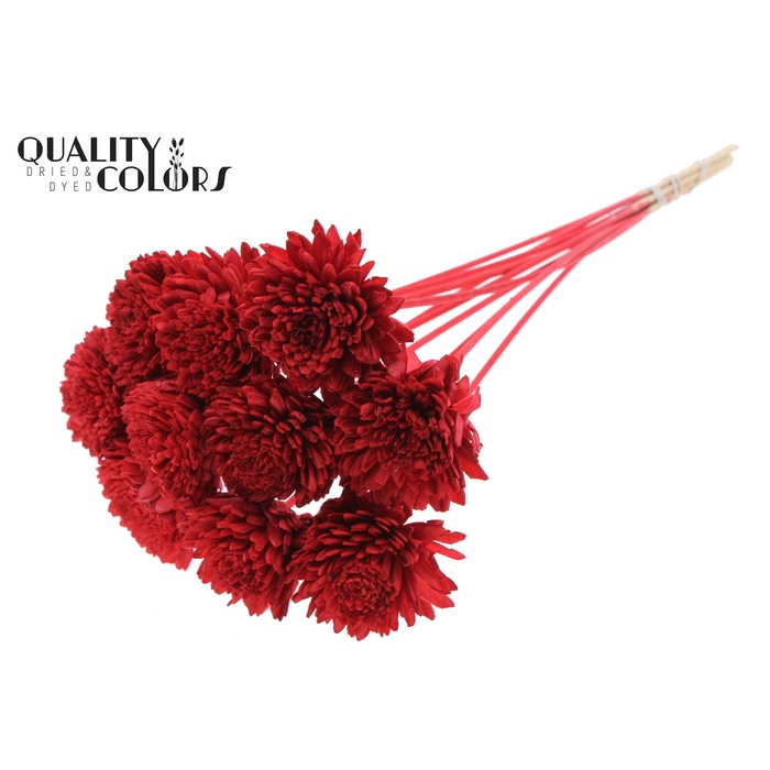 <h4>Shola Zinia Ø8cm on stem Red</h4>