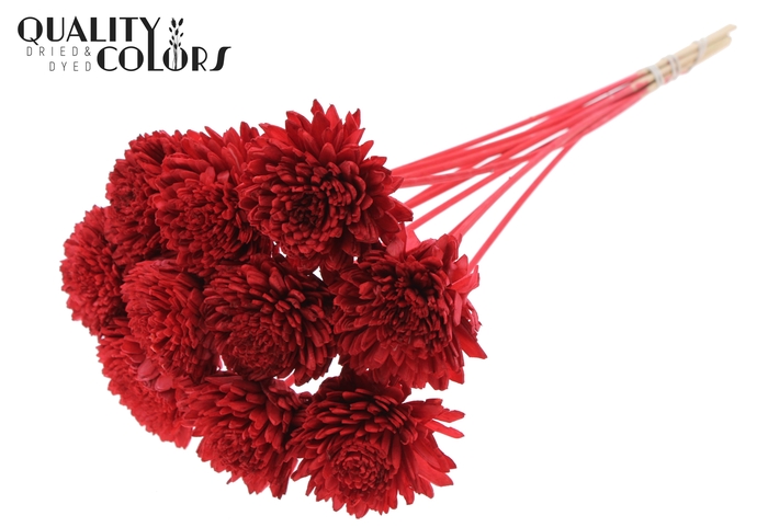 Shola Zinia Ø8cm on stem Red