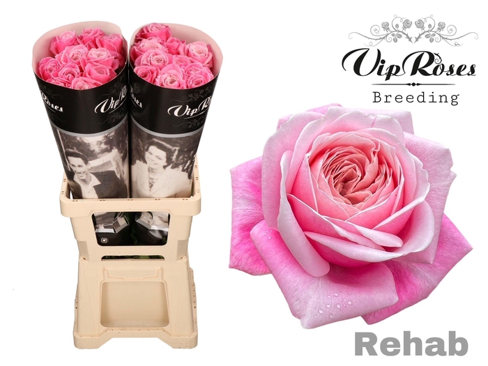 <h4>R GR REHAB</h4>