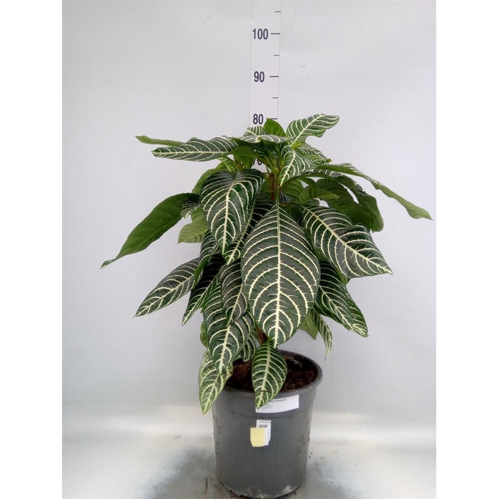 <h4>Aphelandra squar. 'Dania'</h4>