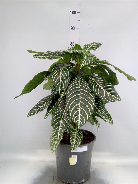 Aphelandra squar. 'Dania'