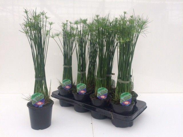 <h4>Cyperus haspan</h4>