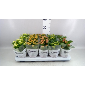 KALANCHOE BLOS. ROSEBUD MIX  5
