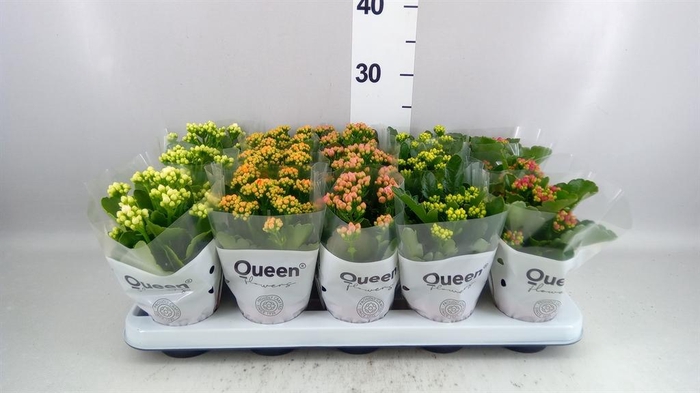 <h4>KALANCHOE BLOS. ROSEBUD MIX 5</h4>