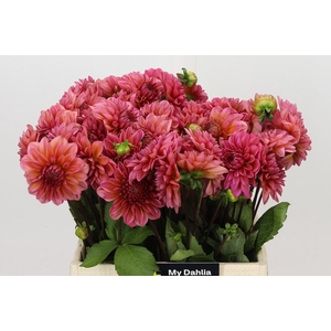 Dahlia Salmon Runner