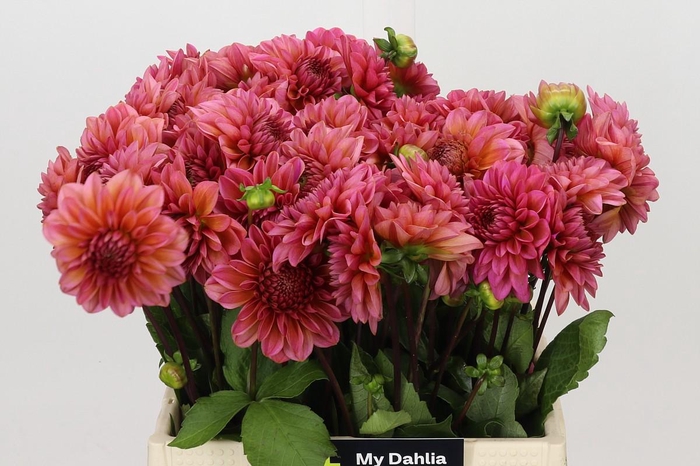 <h4>Dahlia Salmon Runner</h4>