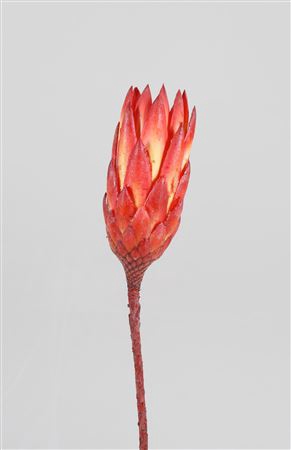 <h4>Protea Repens  L30cm</h4>