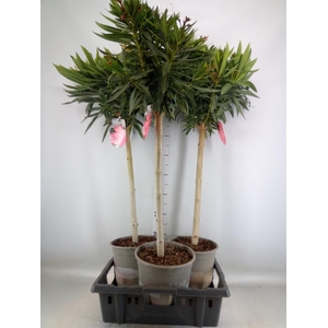 Nerium oleander   ...