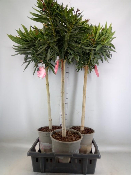 <h4>Nerium oleander   ...</h4>