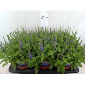 Salvia nemorosa 'Sensation Blue Dp'
