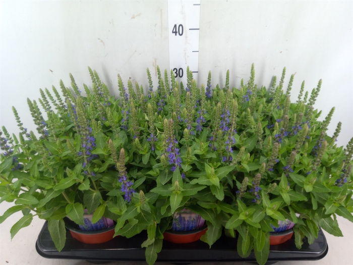 <h4>Salvia nemorosa 'Sensation Blue Dp'</h4>