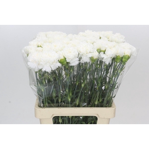 Dianthus St Holly