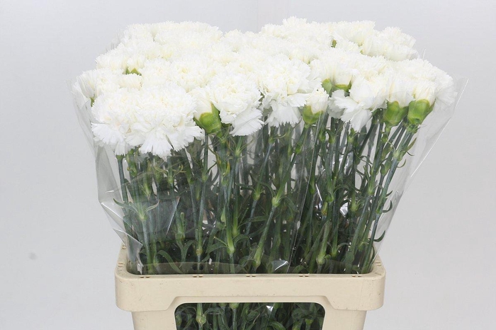 <h4>Dianthus St Holly</h4>