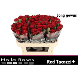 R GR RED TACAZZI+