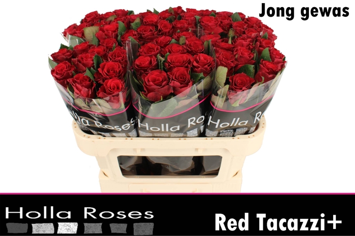 R GR RED TACAZZI+