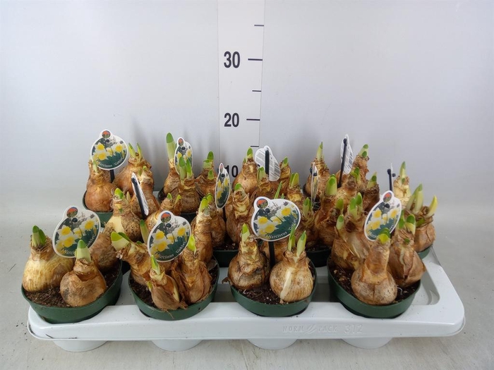 <h4>Narcissus   ...</h4>