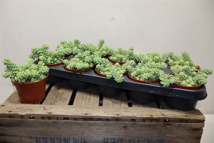 <h4>arr8 Sedum Burrito</h4>