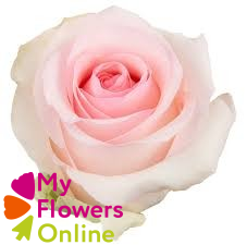 <h4>R Gr Nena Light Pink 50cm EC</h4>