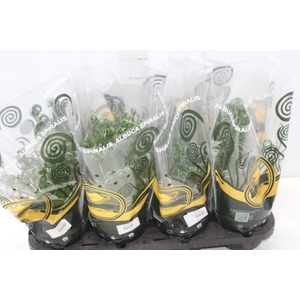 ALBUCA SPIRALIS P14 SEM FLOR
