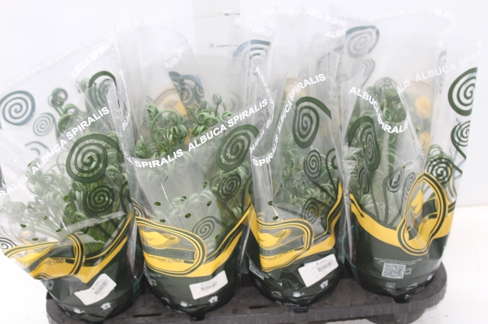 <h4>ALBUCA SPIRALIS P14 SEM FLOR</h4>