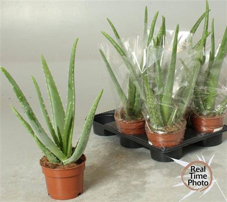 <h4>Aloe vera</h4>
