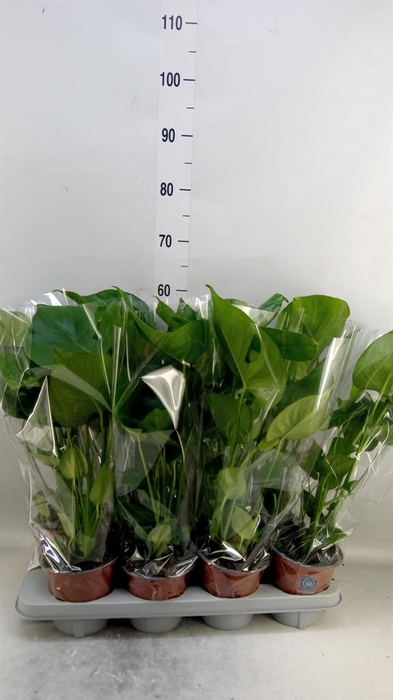 <h4>Monstera delic.</h4>