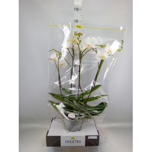 Phalaenopsis   ...white