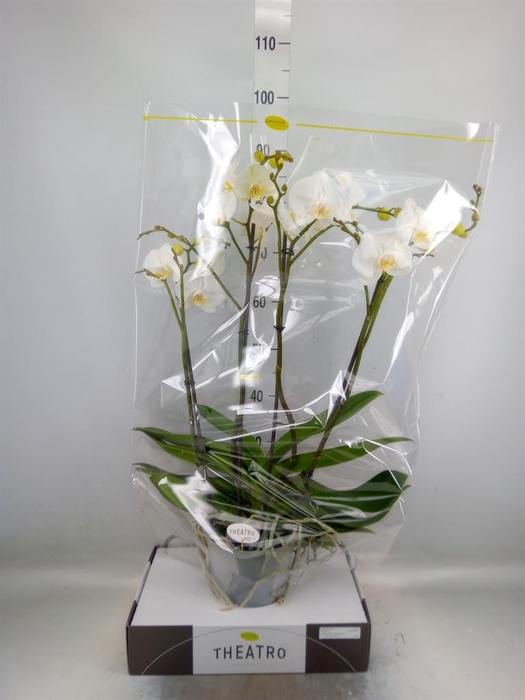 <h4>Phalaenopsis   ...white</h4>
