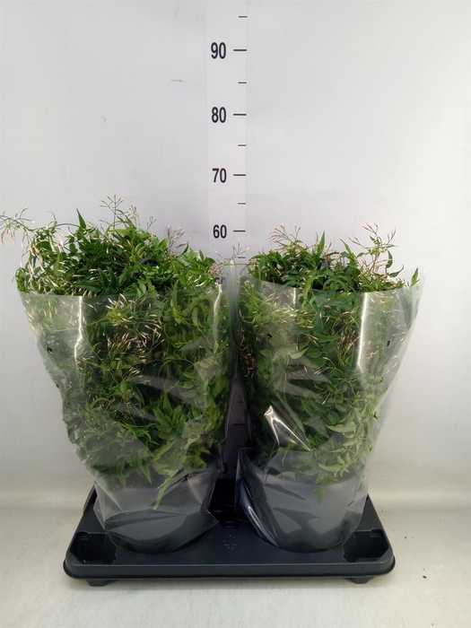 <h4>Jasminum polyanthum</h4>