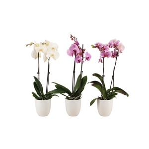 Hugo White Phal Mix 2T14+