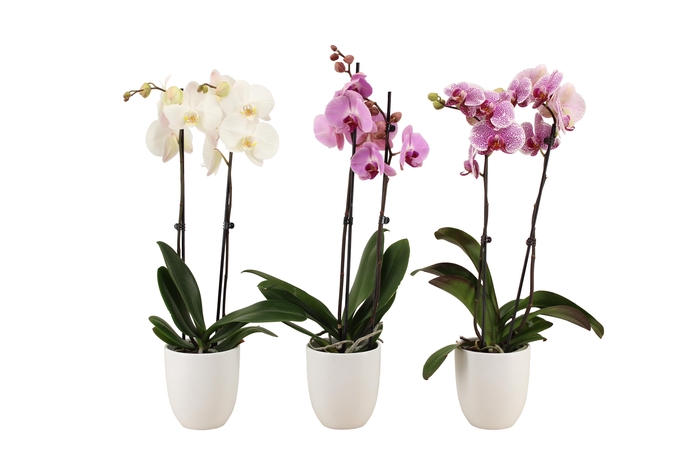 <h4>Hugo White Phal Mix 2T14+</h4>