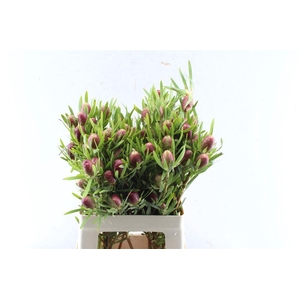 Leucad Red Tag Spray