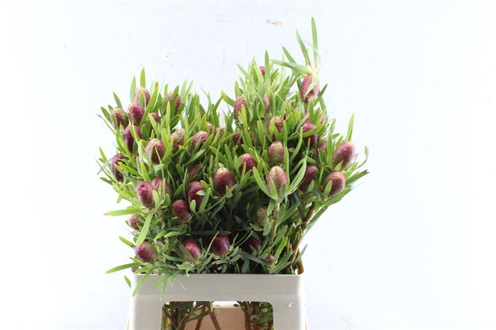 <h4>Leucad Red Tag Spray</h4>