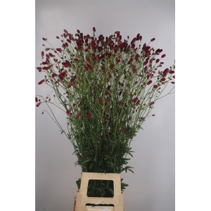 Sanguisorba Arnhem Red