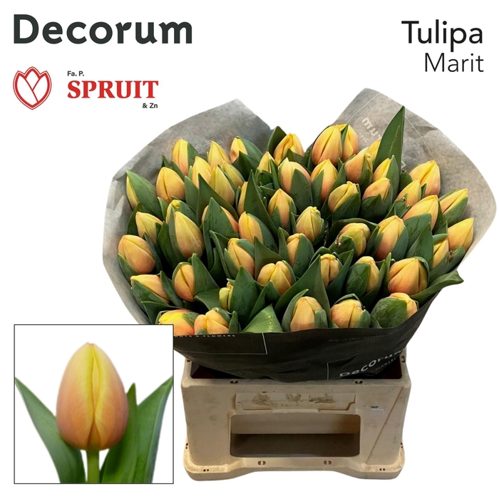 <h4>TU EN MARIT</h4>