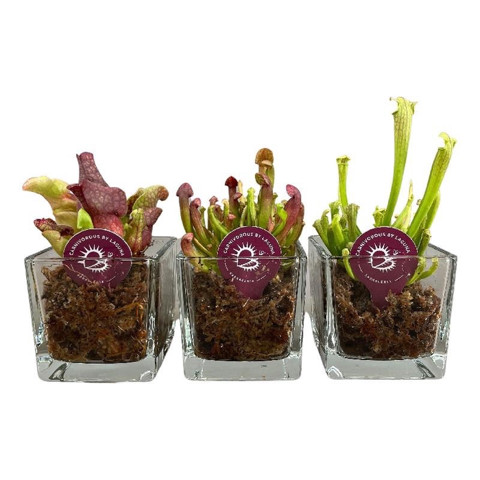 <h4>Sarracenia glas Glass mit Mos</h4>