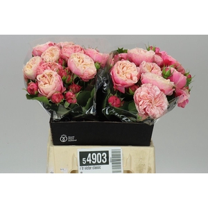 R Tr Victor Classic@
